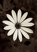 Wall_Art_Alphabet_Photography_Art_ 1596